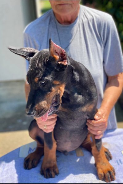 IMG-9a428ac5d7495f40bef939f7899cd807-V